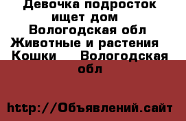 Девочка подросток ищет дом - Вологодская обл. Животные и растения » Кошки   . Вологодская обл.
